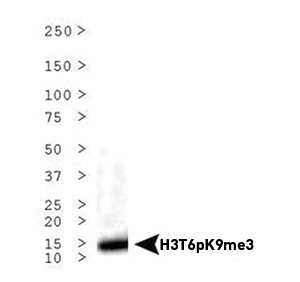 H3T6pK9me3 Antibody validated in Western blot 