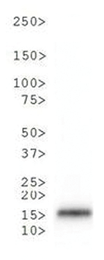 H3T6pK9me3 Antibody validated in Western blot 