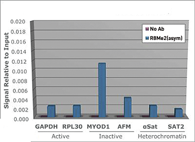 H3R8me2(asym) Antibody ChIP Grade