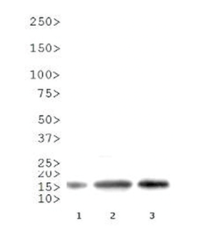 H3R8me2(asym) Antibody valiadted in Western Blot 