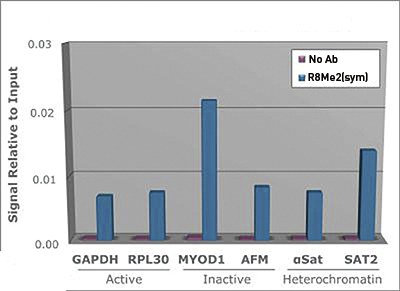 H3R8me2(sym) Antibody ChIP Grade