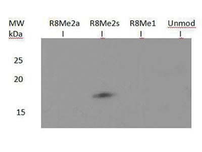 H3R8me2(sym) Antibody validated in Western blot 