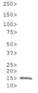 H3R8me2(sym) Antibody validated in Western Blot