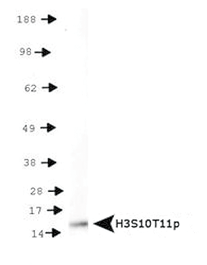 Western blot results