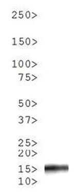 Western blot results