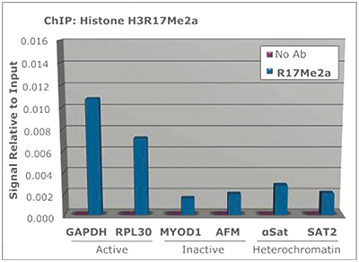 H3R17me2(asym) Antibody ChIP Grade
