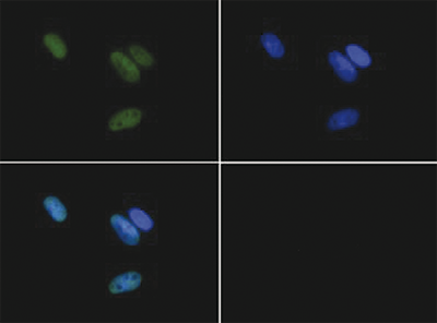 H3R17me2(asym) Antibody valiadted in Immunofluorescence