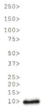 H3R17me2(asym) Antibody validated in Western Blot