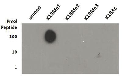 H3K18me1 Antibody validation in Dot Blot