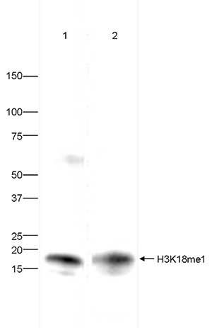 H3K18me1 Antibody validation in Western Blot