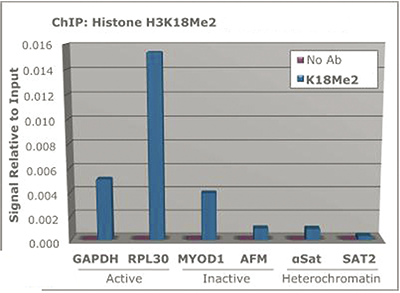 H3K18me2 Antibody ChIP Grade