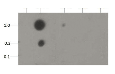 H3K18me2 Antibody validated in Dot Blot