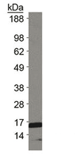 H3K18me2 Antibody validated in Western Blot