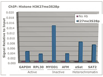 H3K27me3S28p Antibody ChIP Grade