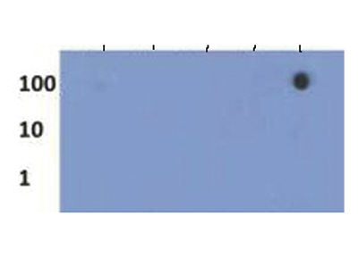 H3K27me3S28p Antibody validated in Dot Blot