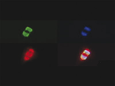 H3K27me3S28p Antibody validated in Immunofluorescence