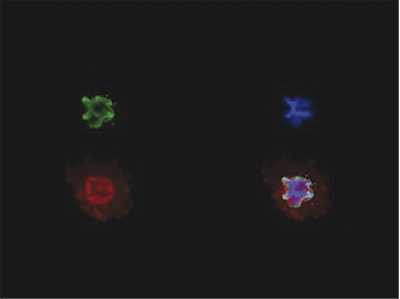 H3K27me3S28p Antibody validated in Immunofluorescence