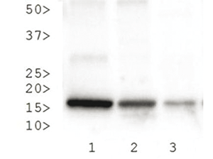 H3K27me3S28p Antibody validated in Western Blot