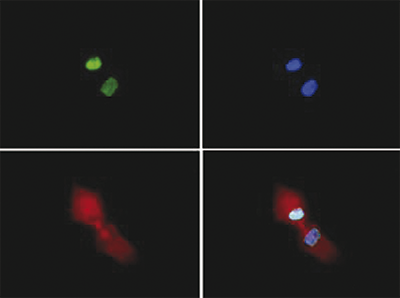 Immunofluorescence