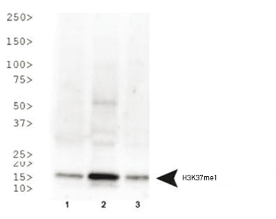 Western Blot