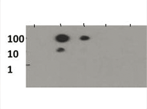 H3K56me1 Antibody validated in Dot Blot