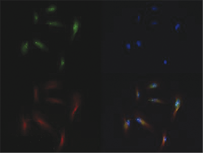 H3K56me1 Antibody validated in Immunofluorescence