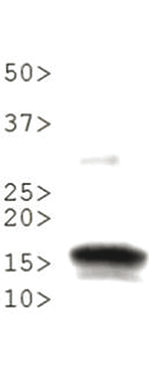 H3K56me1 Antibody validated in Western Blot