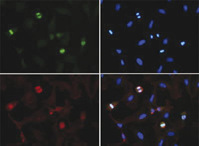 Immunofluorescence