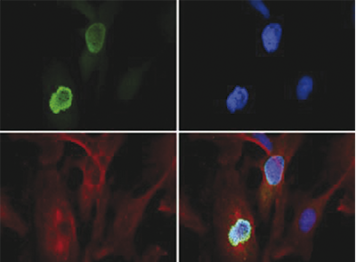 Immunofluorescence