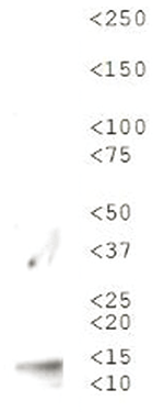 Western Blot