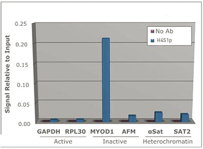 H4S1p Antibody ChIP Grade