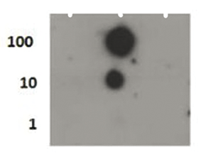 H4S1p Antibody validated in Dot Blot