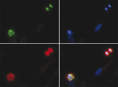 H4S1p Antibody validated in Immunofluorescence