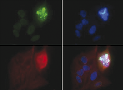 H4S1p Antibody validated in Immunofluorescence