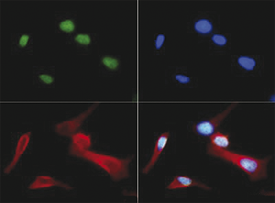 Immunofluorescence