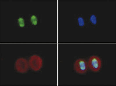 Immunofluorescence