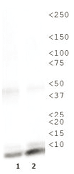 Western Blot