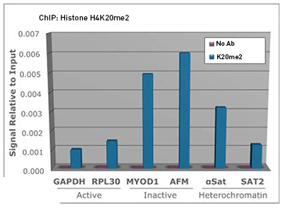 H4K20me2 Antibody ChIP Grade