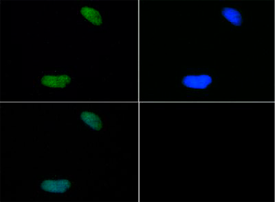 H4K20me2 Antibody validated in Immunofluorescence