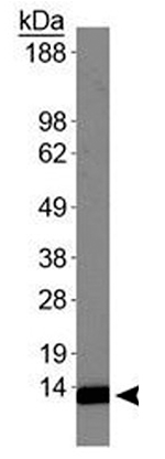 H4K20me2 Antibody validated in Western Blot