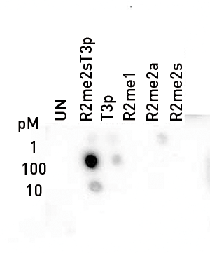 Dot blot