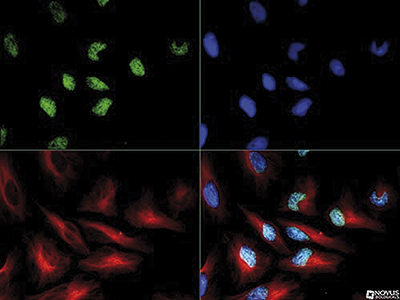 Immunofluorescence