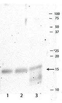 Western blot