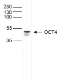 OCT4 Antibody validated in Western Blot