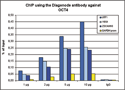 OCT4 Antibody ChIP Grade