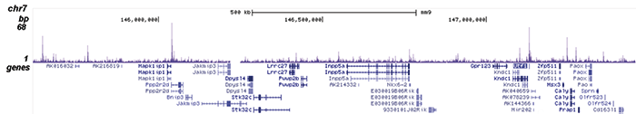 OCT4 Antibody for ChIP-seq