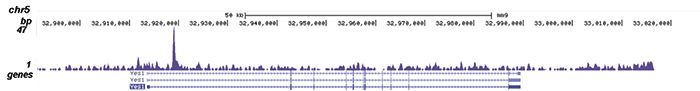 OCT4 Antibody for ChIP-seq assay