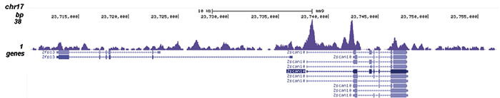 OCT4 Antibody validated in ChIP-seq