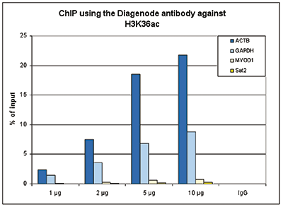 H3K36ac Antibody ChIP Grade 