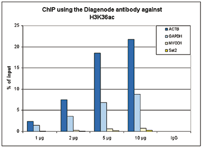 H3K36ac Antibody ChIP Grade
